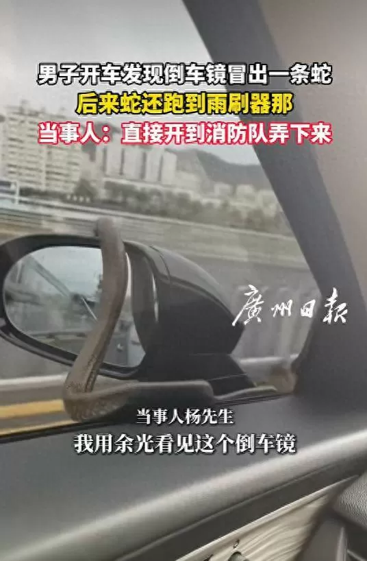 男子开车发现倒车镜冒出一条蛇