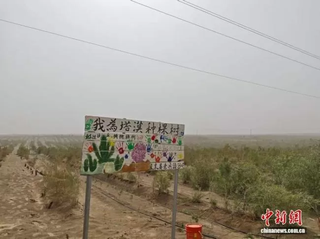 新疆持续推进塔克拉玛干沙漠锁边工程 织密“绿围脖”